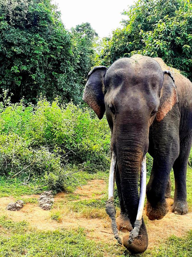 Leesa Villa Safari Resort Udawalawe Ngoại thất bức ảnh